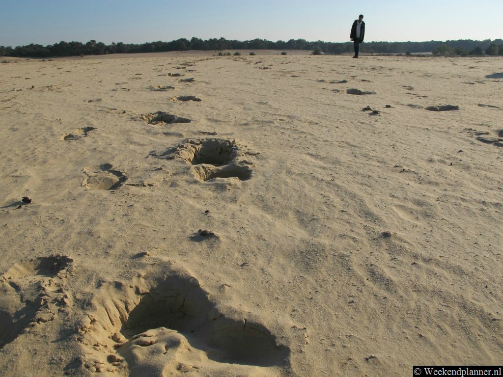 Ook als je rust en ruimte zoekt is het natuurgebied de Drunense Duinen ter hoogte van Udenhout een leuke plek voor een wandeling.  Tips: De Loonse en Drunense Duinen bij Udenhout.